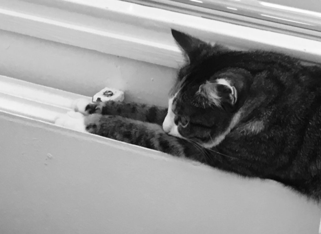 Kissa